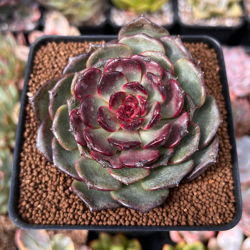 black pearl succulent Echeveria 'Black Pearl' 2