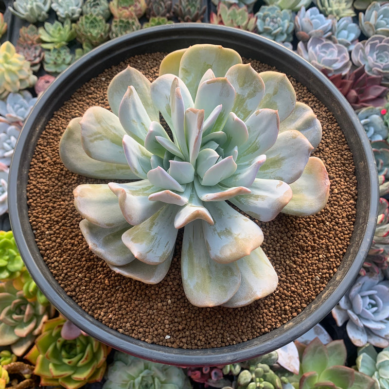 succulents exotic Echeveria 'Exotic' 6”-7" Large Powdery Succulent Plant – True Succulents Plant Co