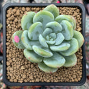 Echeveria 'Chloe' 2"-3" Powdery Succulent Plant