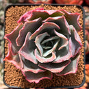 Echeveria 'Frill' sp. 2" Succulent Plant