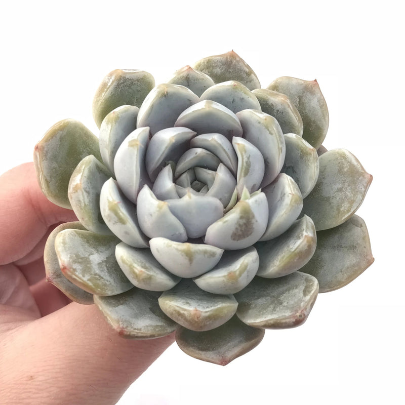 bunny succulent colors Echeveria ‘Snow Bunny’ 3” Rare Succulent Plant
