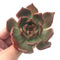 Echeveria Agavoides 'Frank Reinelt' 3" Rare Succulent Plant