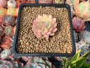 Echeveria 'Mebina' Variegated 1" Succulent Plant