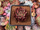 Echeveria 'Blasino' 2" Succulent Plant