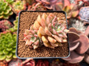 Echeveria 'Black Petra' Cluster 2" Succulent Plant