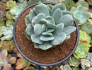 Echeveria 'Luella' Variegated 3" Succulent Plant