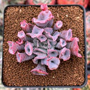 Echeveria 'Trumpet Pinky' 2" Succulent Plant