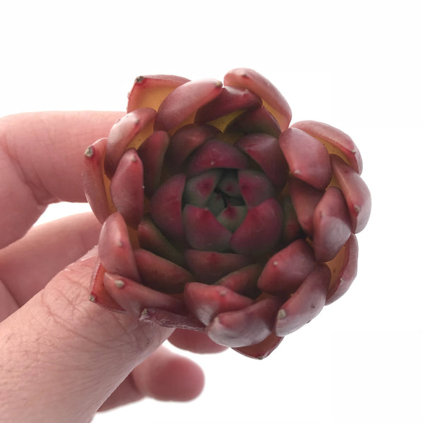 Echeveria Agavoides ‘Bubble Rose’ Small Seedling 1”-2” Rare Succulent Plant