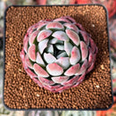 Echeveria 'White Rose' 2" Succulent Plant