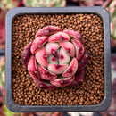 Echeveria Agavoides sp. 1" Succulent Plant