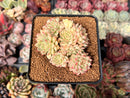 Echeveria 'Mebina' Variegated 3" Cluster Succulent Plant