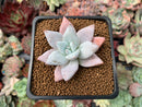 Echeveria 'Mexican Giant' 1" Succulent Plant