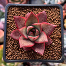 Echeveria Agavoides 'Red Pop' 2" Succulent Plant