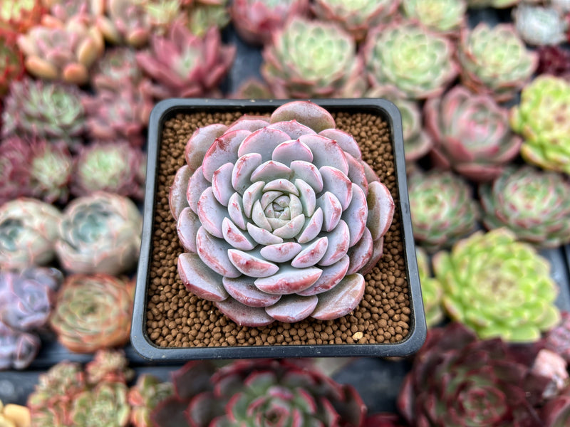 amazing succulents Echeveria 'Amazing Grace' 2