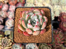 Echeveria 'Colorata Brandtii' 2" Succulent Plant