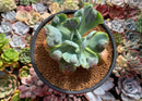 Echeveria 'Hearts Delight' 4" Succulent Plant