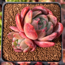 Echeveria 'Orange Champaign' 3" Succulent Plant