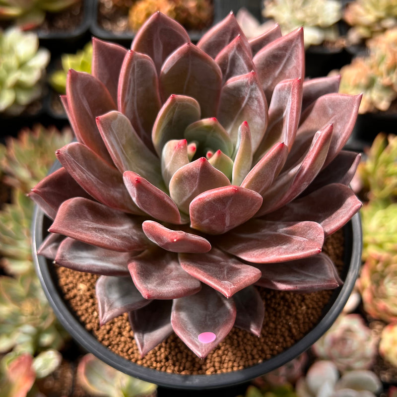 purple tall succulent Echeveria 'Purple Champaign' 4