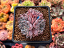 Echeveria 'Purple Lydia' 2" Cluster Succulent Plant