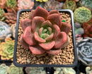 Echeveria Agavoides 'Baekya' 2" Succulent Plant