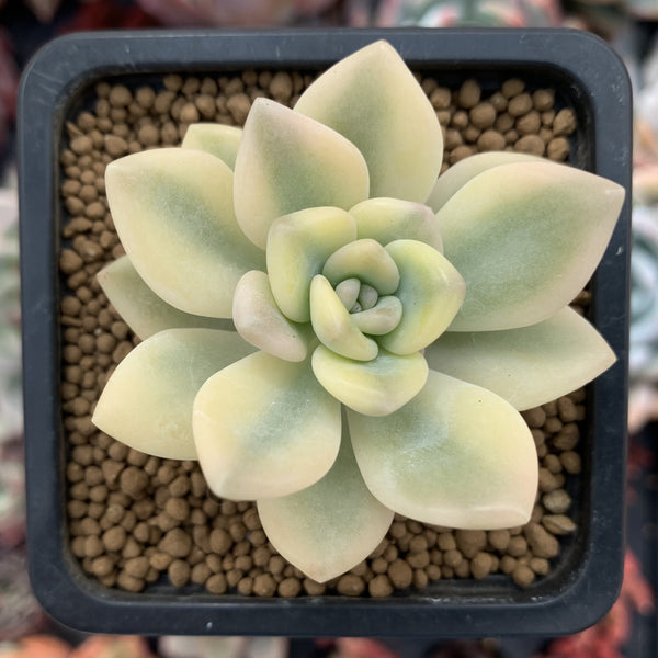 graptoveria succulent Graptoveria 'Grand Palace' Variegated 2" Succulent Plant – True Succulents  Plant Co