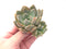 Echeveria 'Zenith' New Hybrid Cluster 3" Rare Succulent Plant