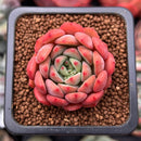 Echeveria 'Scarletta' 1" Succulent Plant