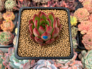 Echeveria Agavoides sp. 3" Succulent Plant
