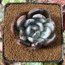 Echeveria 'Black Sabbath' 2” Succulent Plant