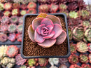 Echeveria 'Rainbow' Variegated 1" Succulent Plant