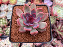 Echeveria 'Black Rose' Hybrid 1"-2" Succulent Plant