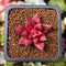 Echeveria Agavoides 'Sirus' 1" Small Seedling Succulent Plant *Seed Grown*