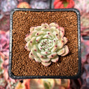 Echeveria 'Zaragoza' 1" Succulent Plant