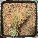 Echeveria Agavoides 'Red Gilva' Crested 2" Succulent Plant