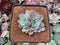 Echeveria 'Raffine' 2" Succulent Plant