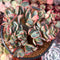 Echeveria 'Jullia' Crested 4" Succulent Plant