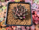 Echeveria 'Purpusorum' White Form 3" Succulent Plant