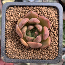 Echeveria Agavoides 'Lily Maria' 1" Succulent Plant