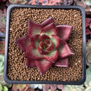 Echeveria Agavoides 'Red Beach' 2" Succulent Plant