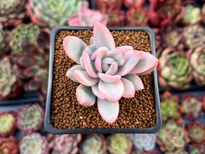 powder puff succulent plant Pachyveria 'Powder Puff' Variegated 1"-2" Powdery Succulent Plant