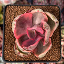 Echeveria 'Golden State' Variegated 2" Cutting Succulent Plant