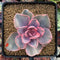 Echeveria 'Rainbow' Variegated 4" Succulent Plant