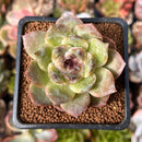 Echeveria 'La Palma' 2" New Hybrid Succulent Plant