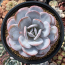 Echeveria 'Laui' 6" Large Powdery Succulent Plant