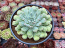 Echeveria 'Hearts Choice' 4" Succulent Plant