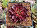 Echeveria Agavoides 'Luming' 3"-4" Succulent Plant