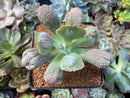 Echeveria 'Linguas' 3" Succulent Plant