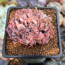 Echeveria 'Florence' Crested 2"-3" Succulent Plant