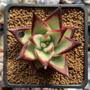 Echeveria Agavoides 'Jelly Cassiopeia' 2" Succulent Plant