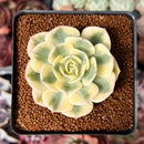 Echeveria 'Compton Carousel' 2" Succulent Plant